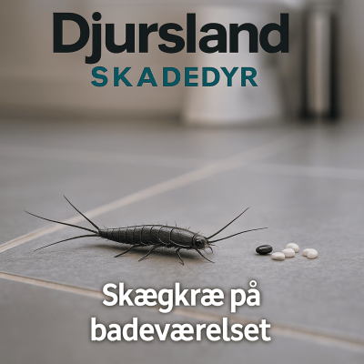 Skægkræ, der bevæger sig på et badeværelse, fx langs væg eller gulv ved afløb.