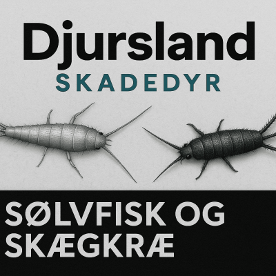 Illustration, der sammenligner sølvfisk og skægkræ og fremhæver forskelle i form og udseende.